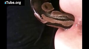 animals-video,snake